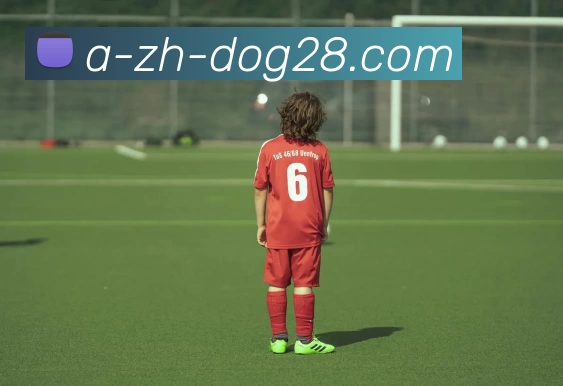 狗子28服务体系